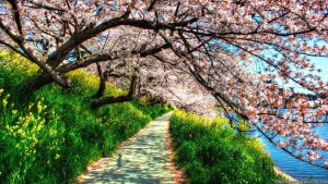 Spring-Nature-Wallpapers-7